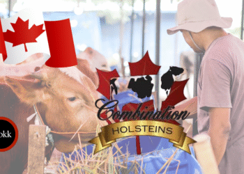 Holsteins Ltd